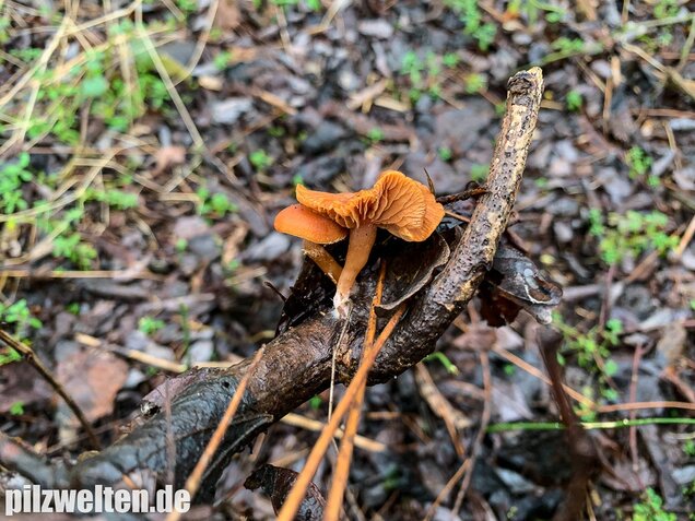 Gemeiner Trompetenschnitzling, Tubaria furfuracea