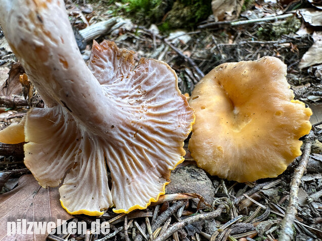 Gelbvioletter Pfifferling, Cantharellus ianthinoxanthus