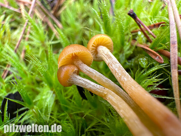 Gesäumter Häubling, Moorhäubling, Galerina paludosa