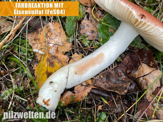 Apfeltäubling, Russula paludosa