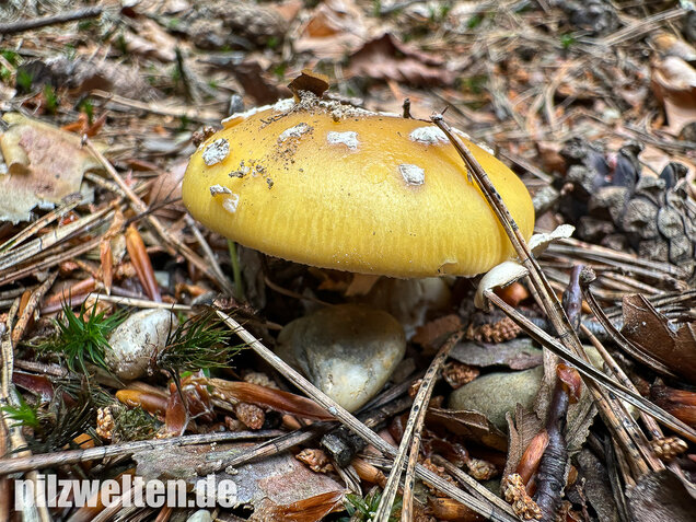 Narzissengelber Knollenblätterpilz, Amanita gemmata