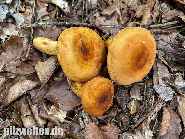 Milchbrätling, Lactifluus volemus