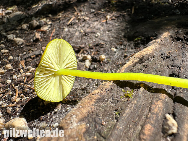 Braungrüner Zärtling, Braungrüner Rötling, Entoloma incanum agg.