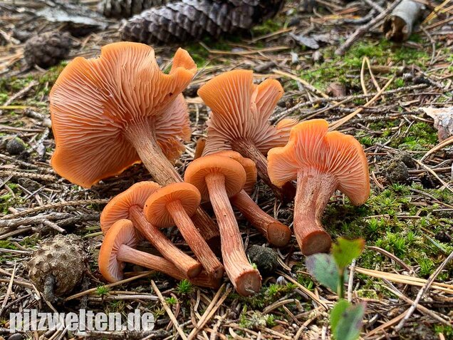 Braunroter Lacktrichterling, Laccaria proxima