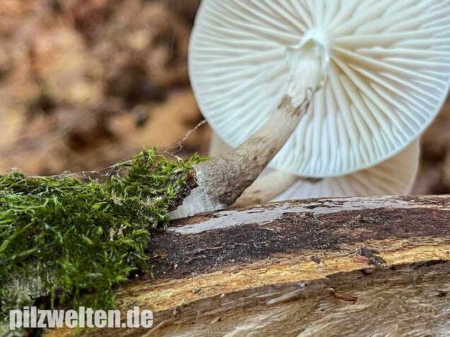 Buchenschleimrübling, Mucidula mucida