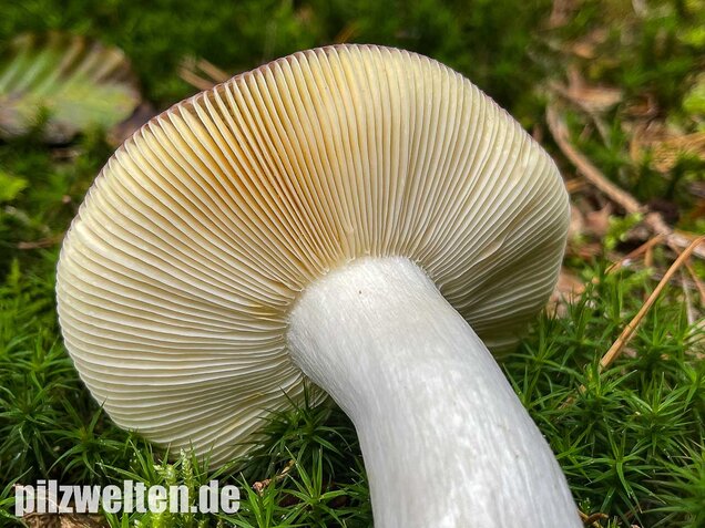 Buckeltäubling, Russula caerulea