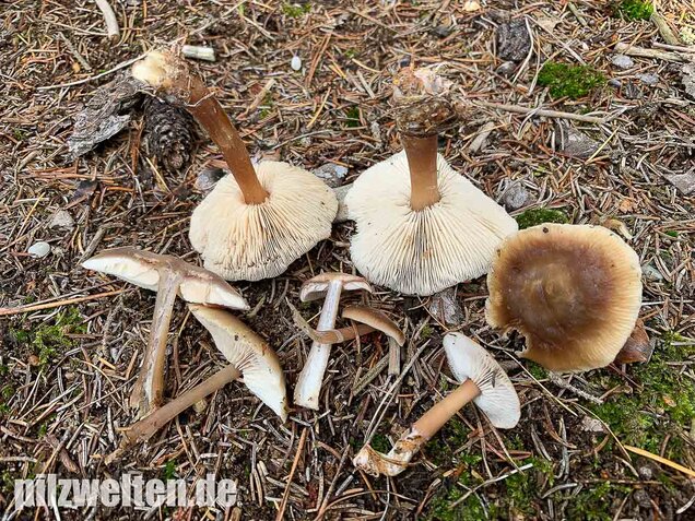 Butterrübling, Rhodocollybia butyracea