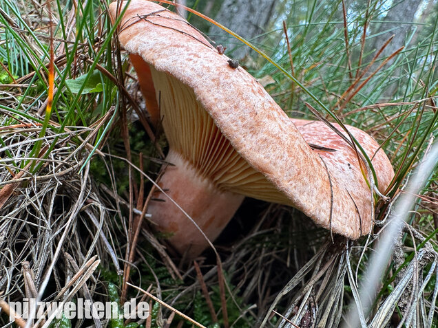 Edelreizker, Kiefernreizker, Blutreizker, Lactarius deliciosus