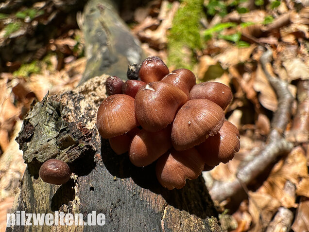Gelbstieliger Nitrathelmling, Gelbfüßiger Nitrosehelmling, Mycena renati