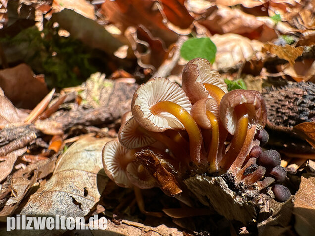 Gelbstieliger Nitrathelmling, Gelbfüßiger Nitrosehelmling, Mycena renati