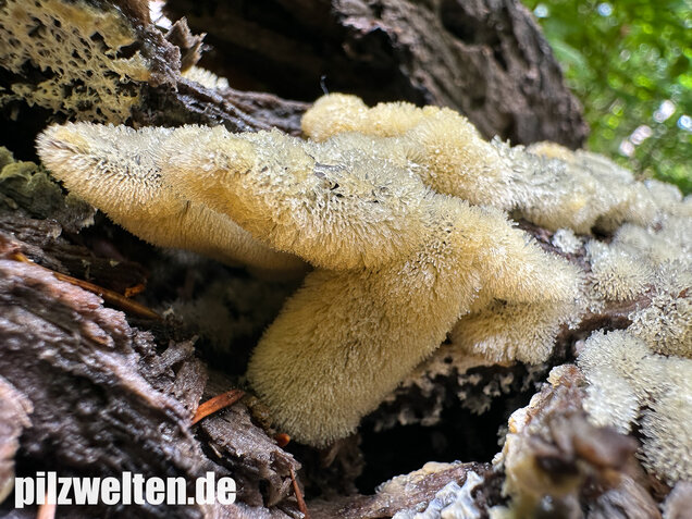 Geweihförmiger Schleimpilz, Ceratiomyxa fruticulosa