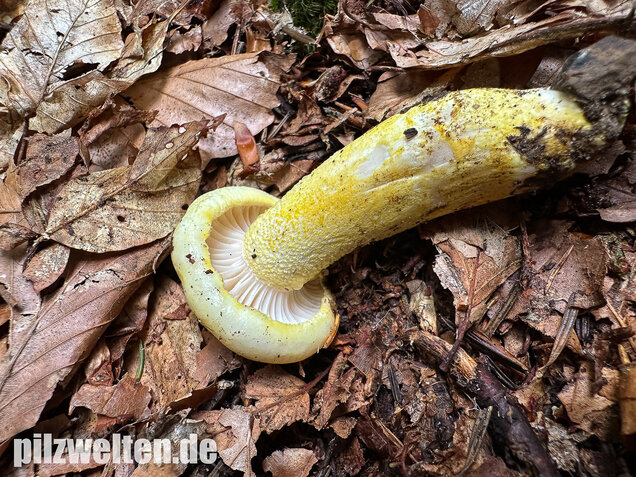 Goldzahn-Schneckling, Hygrophorus chrysodon