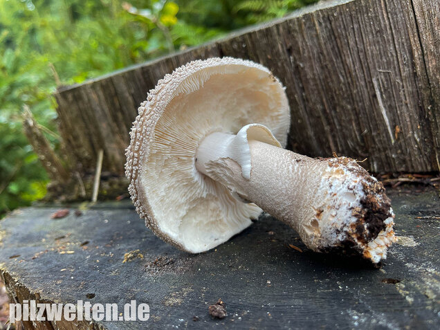 Grauer Wulstling, Amanita excelsa
