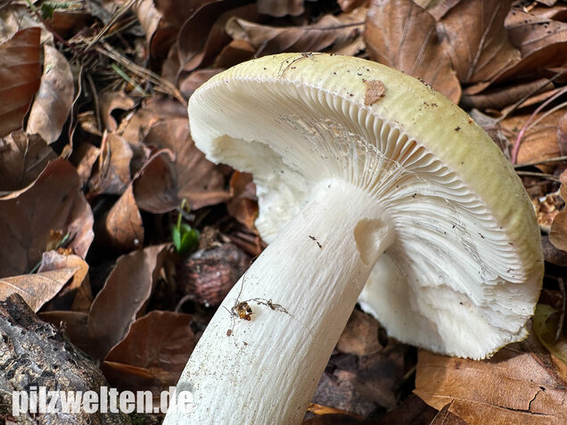 Grüner Speisetäubling, Russula heterophylla