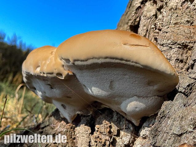 Harziger Lackporling, Ganoderma resinaceum