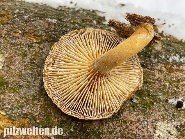 Harziger Sägeblättling, Neolentinus adhaerens