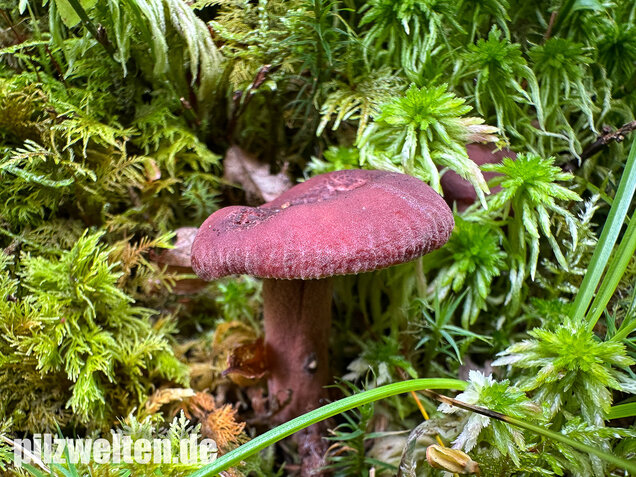 Kampfermilchling, Lactarius camphoratus