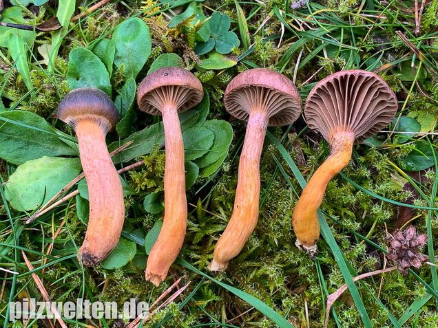 Kupferroter Gelbfuß, Chroogomphus rutilus