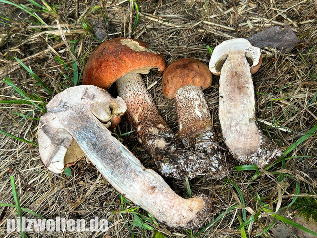 Laubwald-Rotkappe, Eichenrotkappe, Leccinum aurantiacum