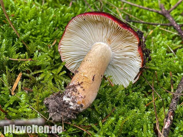 Lederstieltäubling, Russula viscida