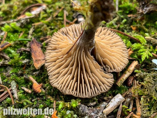Grauer Mehltrichterling, Clitocybe ditopa