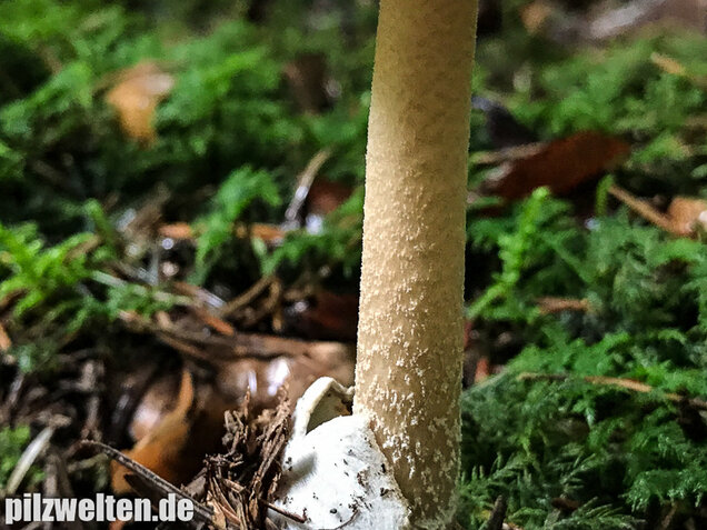 Olivgrauer Scheidenstreifling, Amanita olivaceogrisea