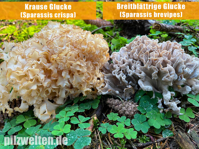 Krause Glucke, Sparassis crispa