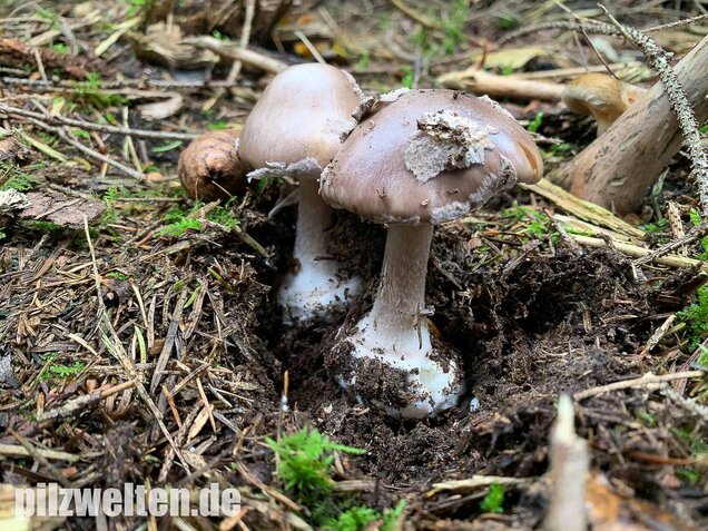 Porphyrbrauner Wulstling, Amanita porphyria