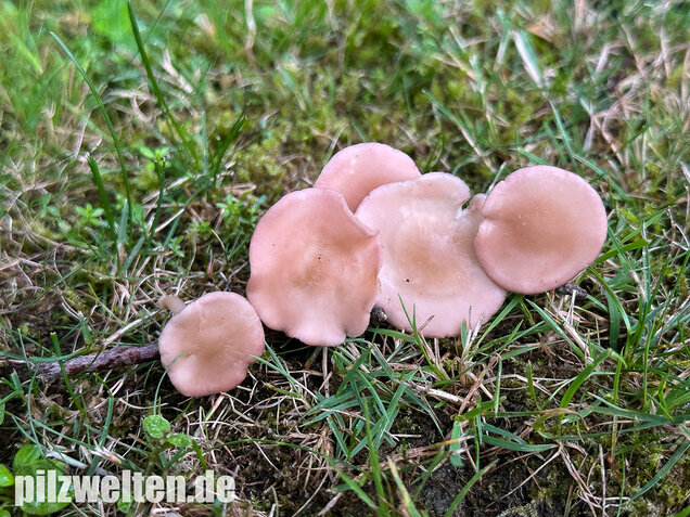 Rosenroter Schönkopf, Rugosomyces persicolor