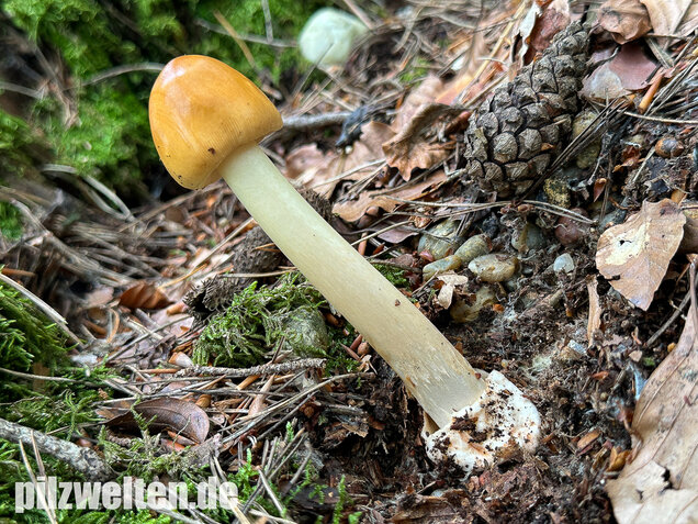 Rotbrauner Scheidenstreifling, Amanita fulva
