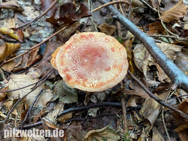 Rotschuppiger Raukopf, Cortinarius bolaris