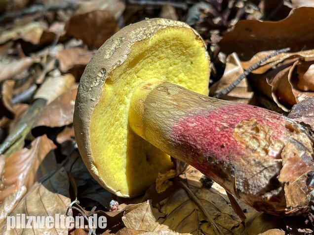 Schönfußröhrling, Caloboletus calopus