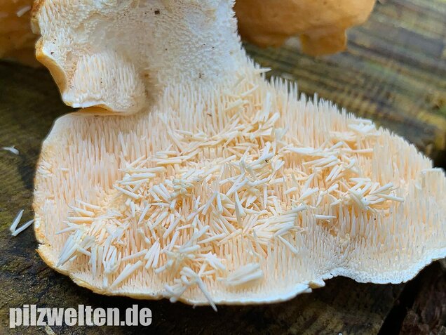 Semmelstoppelpilz, Hydnum repandum