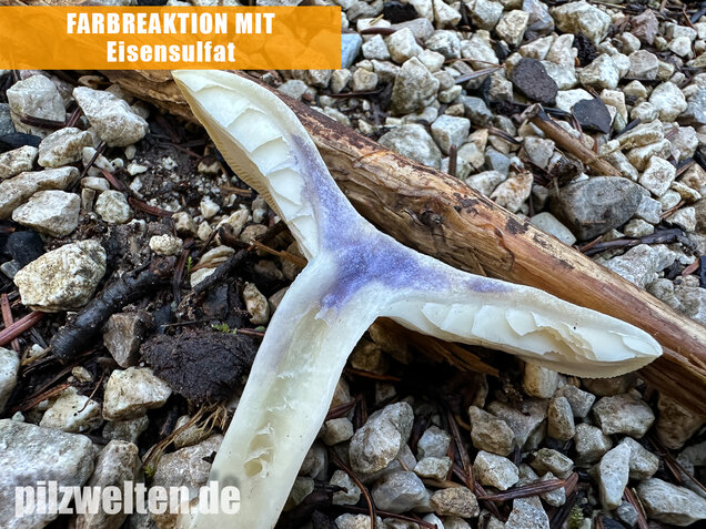 Weißer Büschelrasling, Leucocybe connata