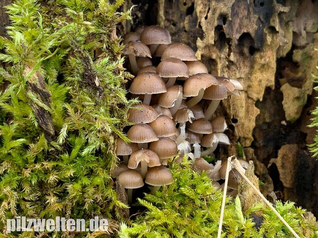 Winter-Helmling, Mycena tintinnabulum