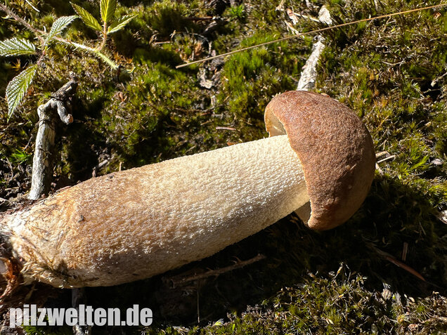 Wollstieliger Raufußröhrling, Leccinum cyaneobasileucum