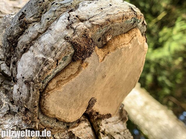 Zunderschwamm, Fomes fomentarius