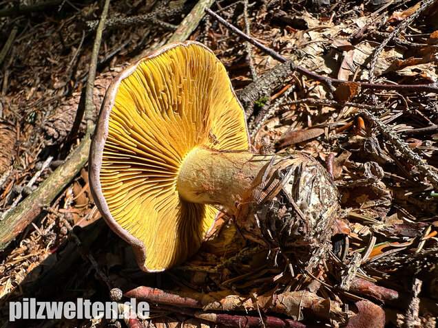 Anisklumpfuß, Cortinarius odorifer