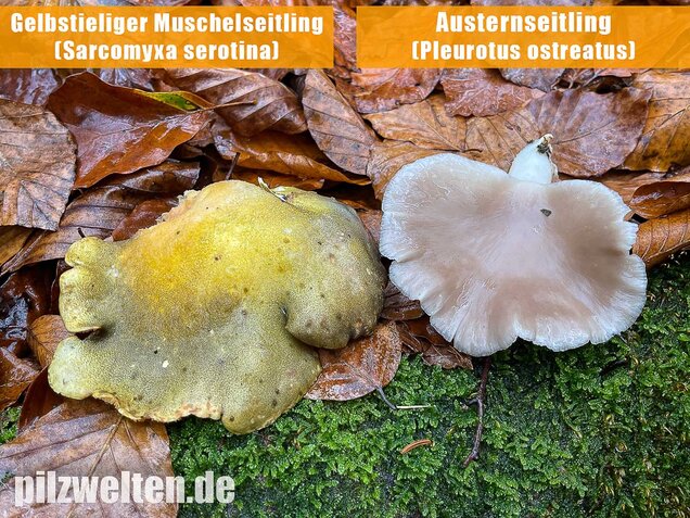 Gelbstieliger Muschelseitling, Sarcomyxa serotina