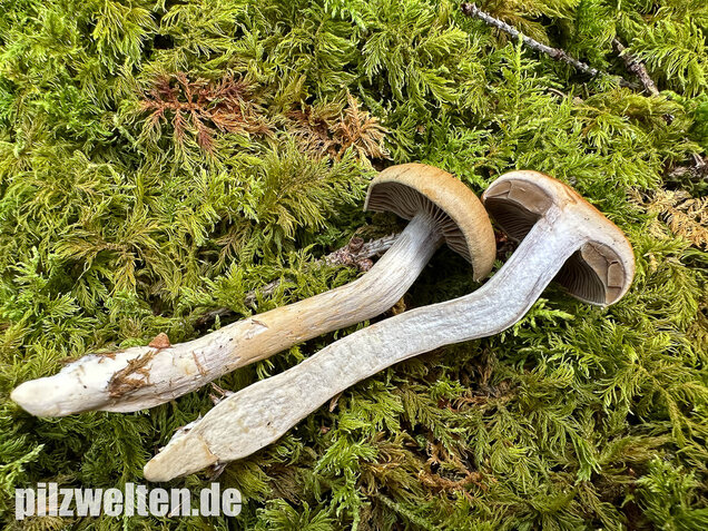 Olivgelber Schleimkopf, Cortinarius subtortus
