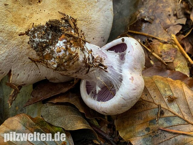 Bocksdickfuß, Cortinarius camphoratus