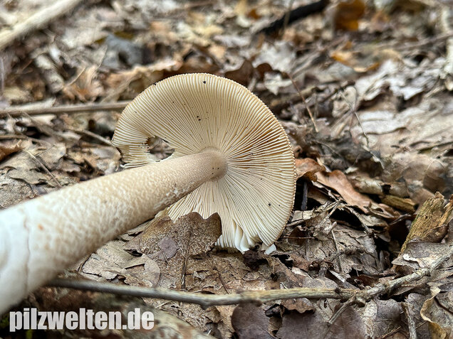 Brauner Riesenscheidenstreifling, Amanita spadicea