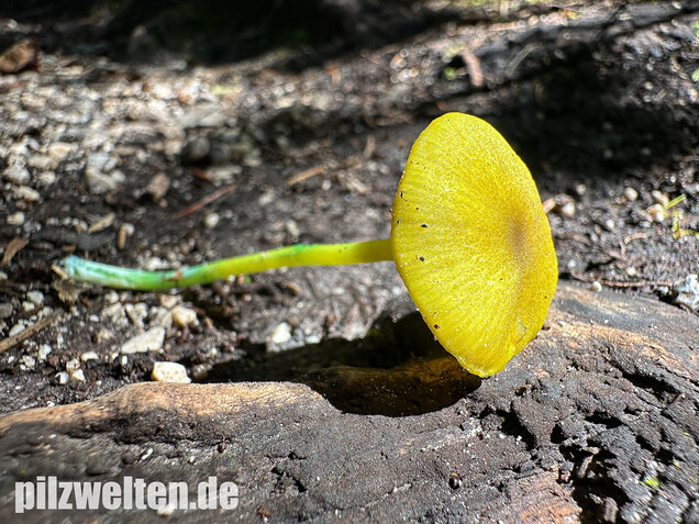 Braungrüner Zärtling, Braungrüner Rötling, Entoloma incanum agg.
