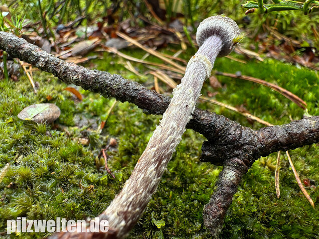 Duftender Gürtelfuß, Pelargoniengürtelfuß, Cortinarius flexipes