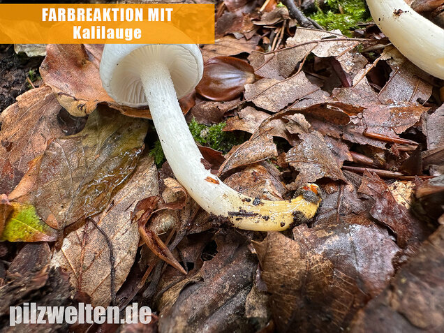 Elfenbeinschneckling, Hygrophorus eburneus
