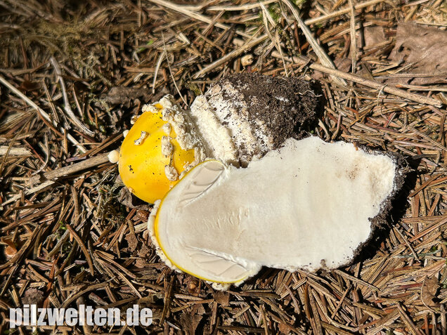 Gelber Fliegenpilz, Amanita muscaria var. formosa