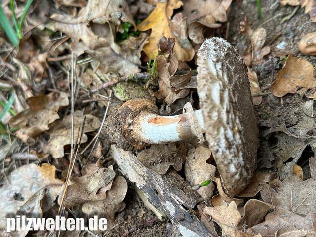 Gerandetknolliger Safranschirmling, Chlorophyllum brunneum