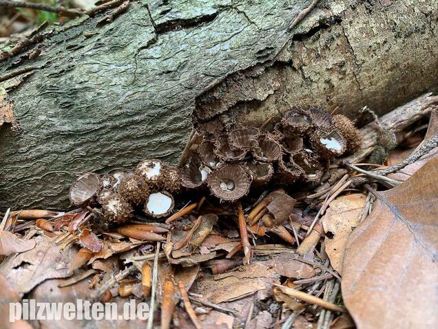 Gestreifter Teuerling, Cyathus striatus