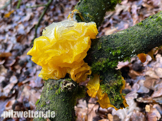 Goldgelber Zitterling, Yellow Brain Fungus, Tremella mesenterica