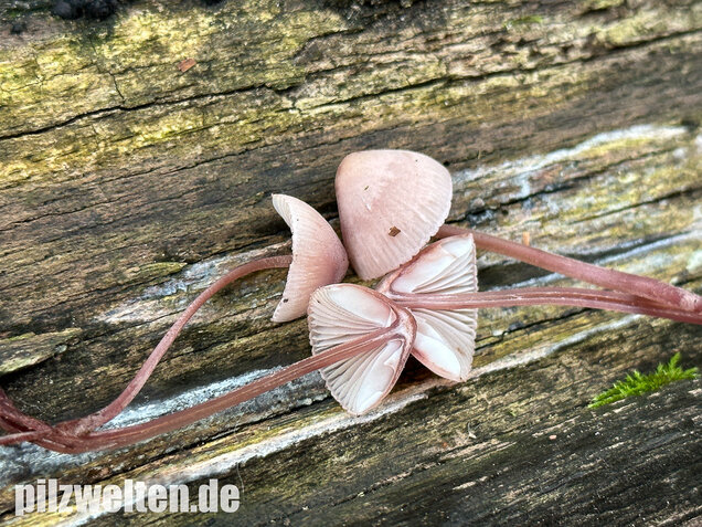 Großer Bluthelmling, Mycena haematopus
